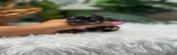Chihuahua perros en venta: CHIHUAHUA - Anuncio 3