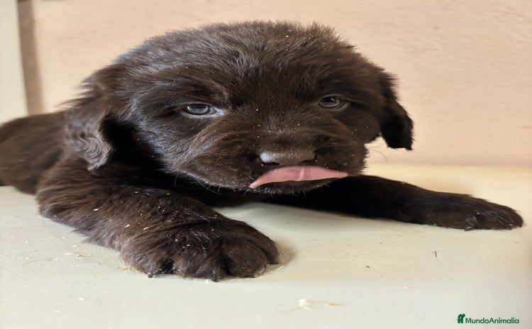 Labrador Retriever perros Labrador RETRIEVER chocolate - Anuncio 1