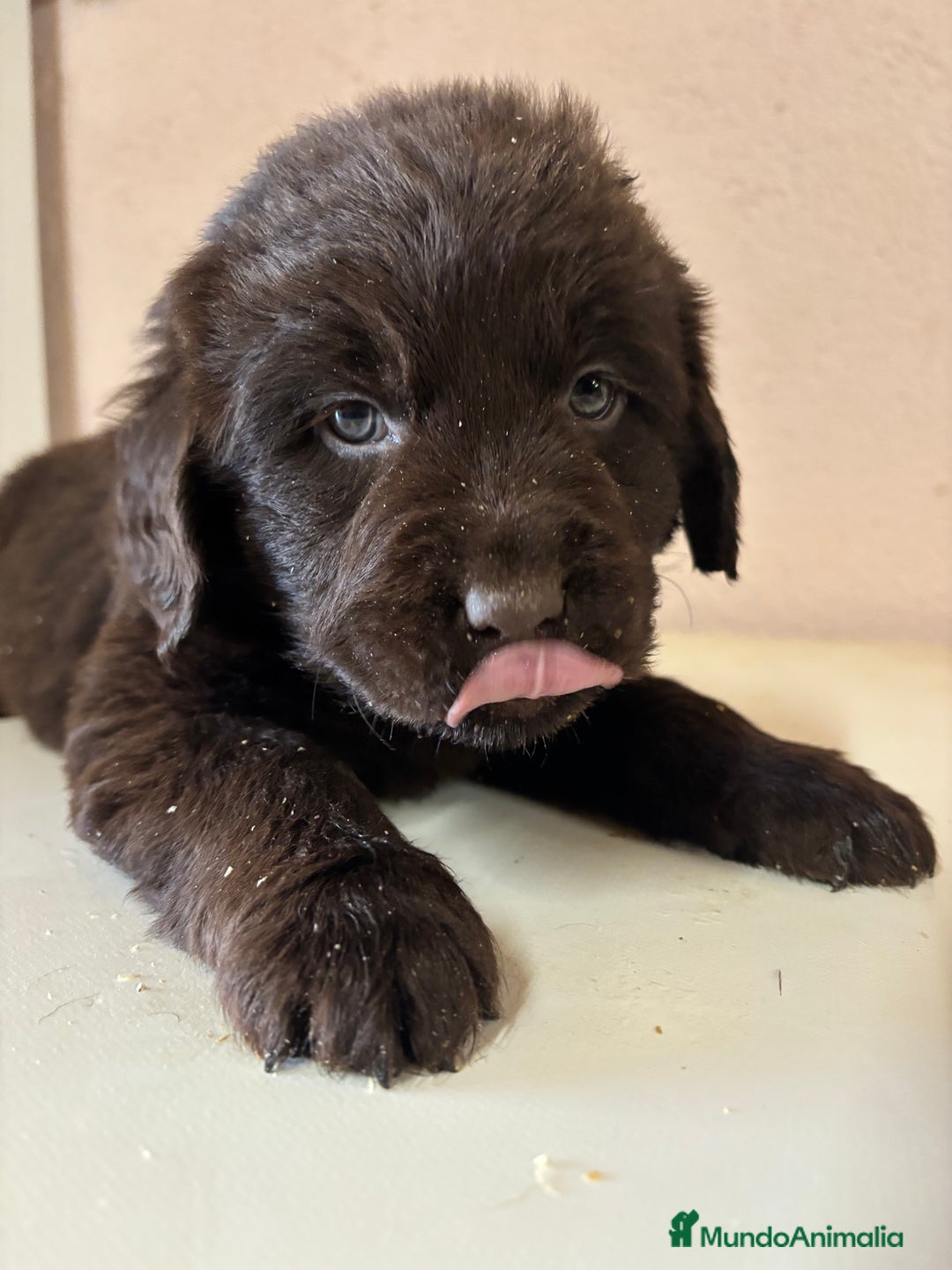 Labrador Retriever perros en venta: Labrador RETRIEVER chocolate - Anuncio 1