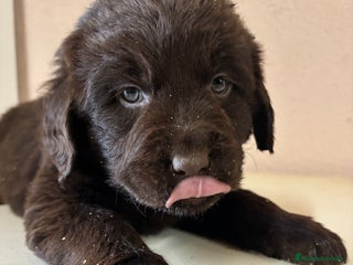 Labrador Retriever perros Labrador RETRIEVER chocolate - Anuncio 1