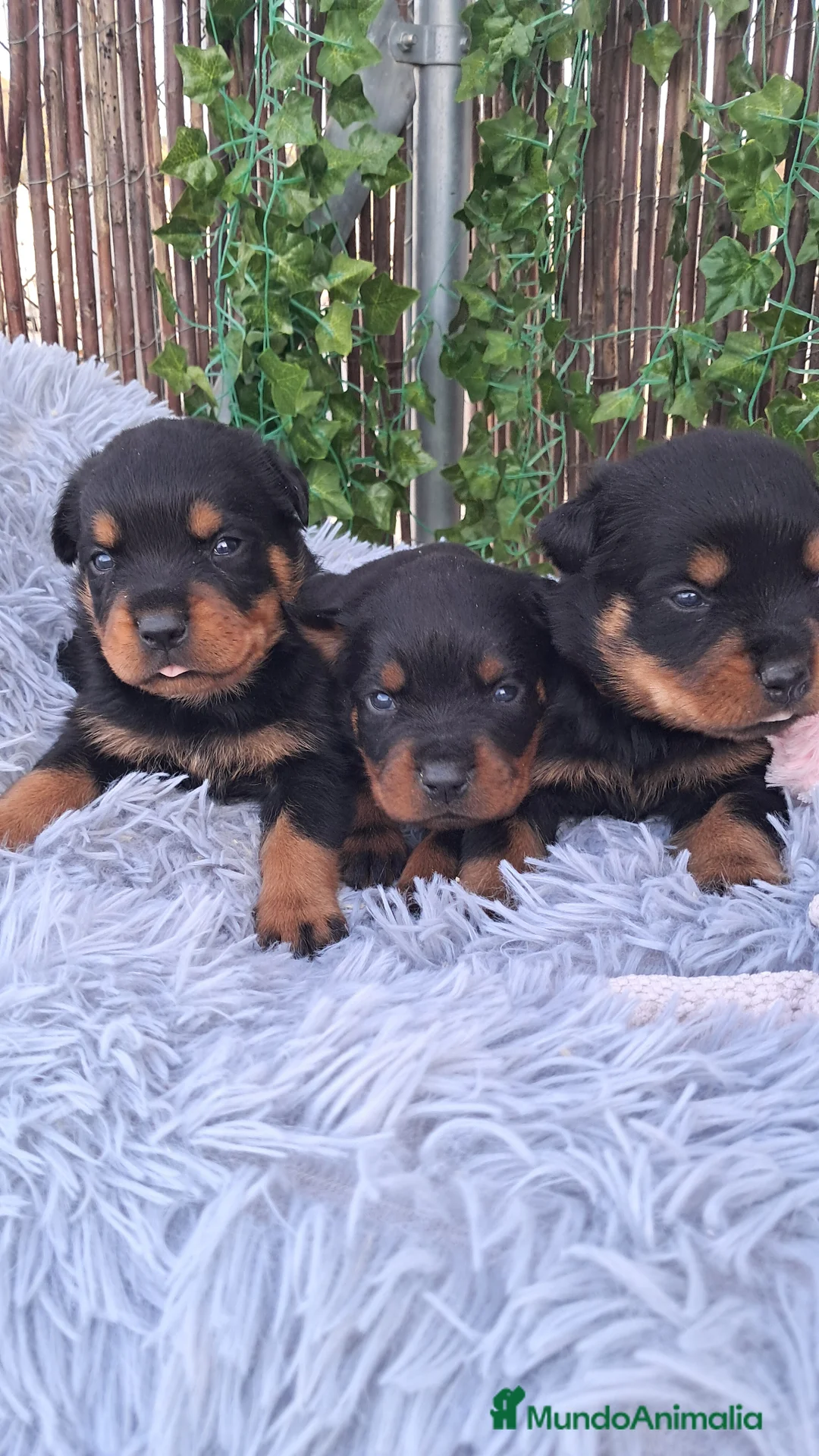 Rottweiler perros en venta: Bebés Rottweiler  - Anuncio 2