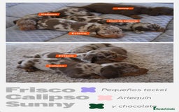 Teckel Miniatura perros en venta: 🐾 FRISCO, CALYPSO, SUNNY, TECKEL MINIATURA 🐾 - Imagen 1