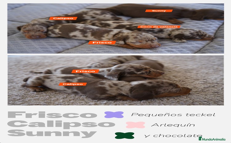 Teckel Miniatura perros - Propaganda 16