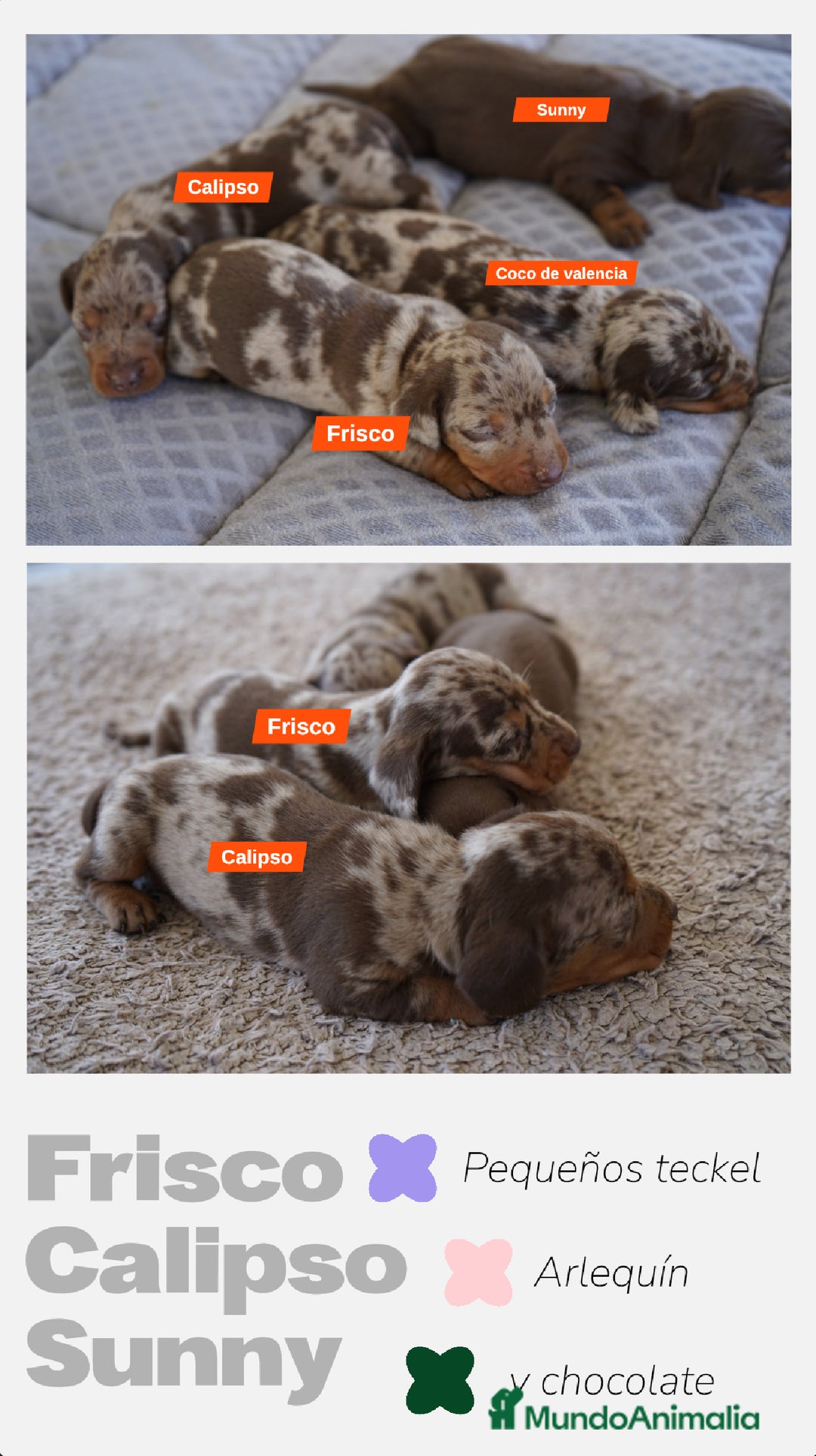 Teckel Miniatura perros en venta: 🐾 FRISCO, CALYPSO, SUNNY, TECKEL MINIATURA 🐾 - Imagen 1