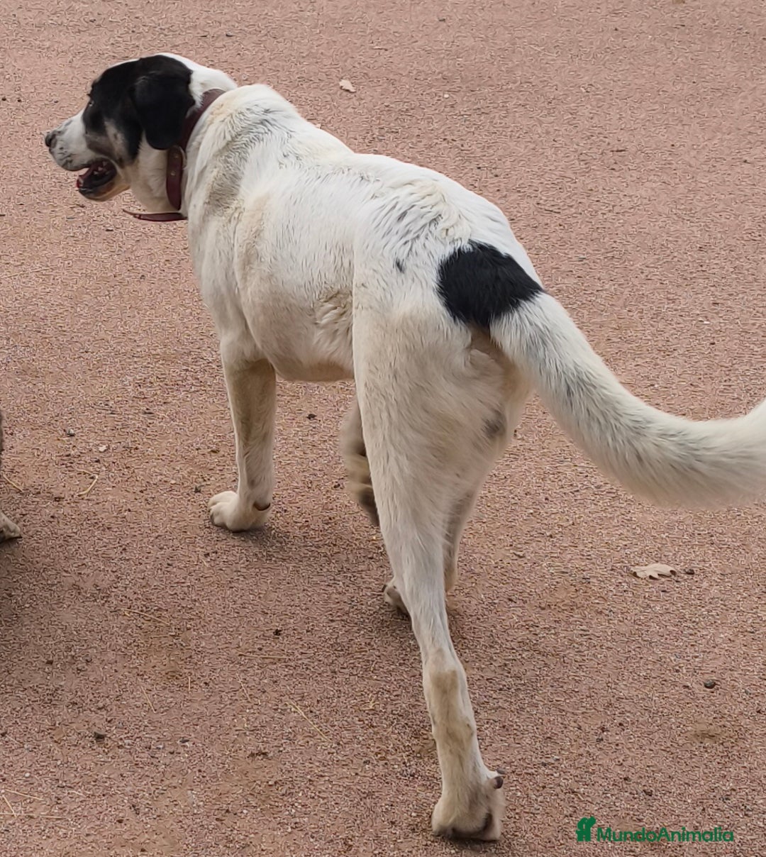 Mastín Español perros en venta: Vendo mastín español ideal para finca - Imagen 2