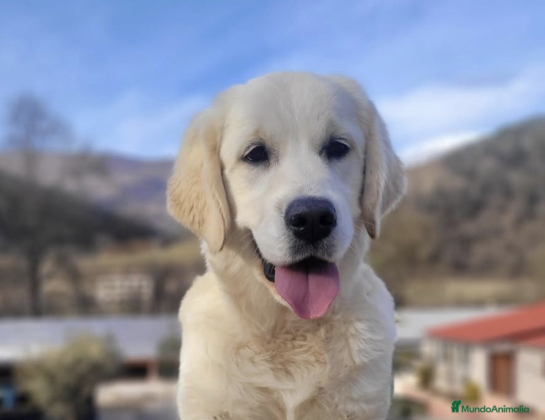Golden Retriever perros GOLDEN RETRIEVER  - Anuncio 1