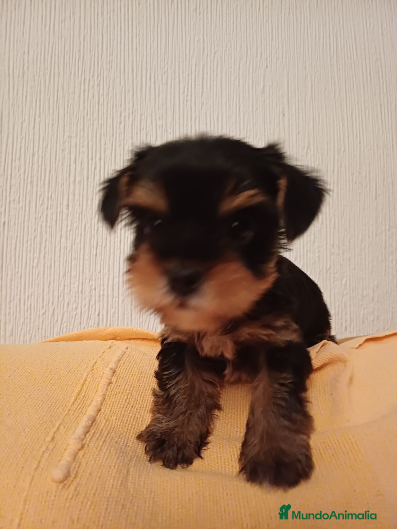 Yorkshire Terrier perros Yorkshire Toy listos para entregar  - Anuncio 1