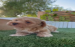 Caniche Toy perros en venta: CANICHE TOY MACHO - Imagen 3