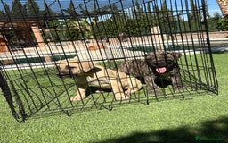 Dogo Canario perros en venta: Cachorros presa canario para guarda - Imagen 3