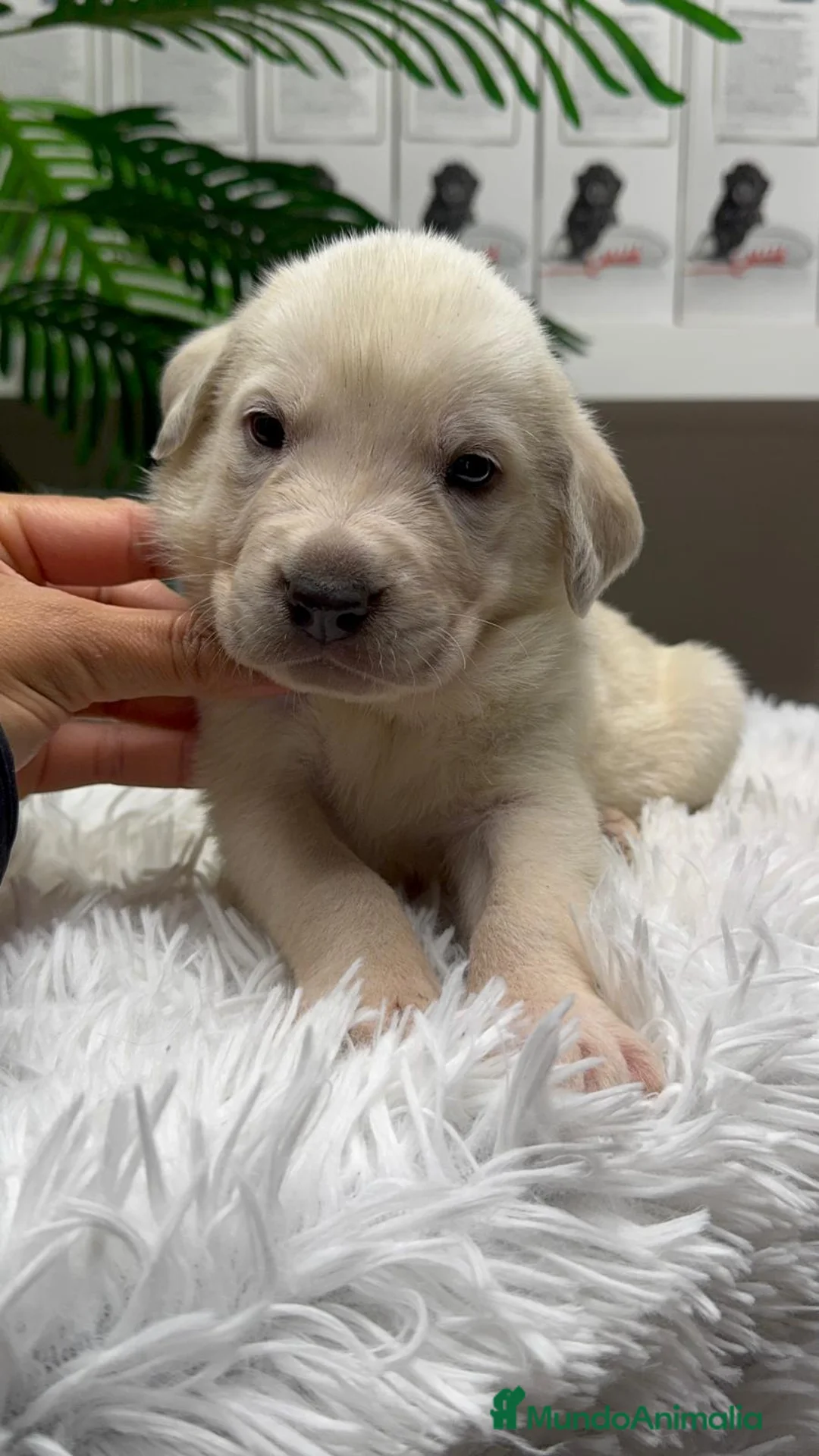 Mastín Español perros en venta: MASTIN ESPAÑOL - Anuncio 5