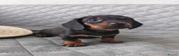 Teckel Miniatura perros en venta: TECKEL NEGRO FUEGO - Anuncio 1