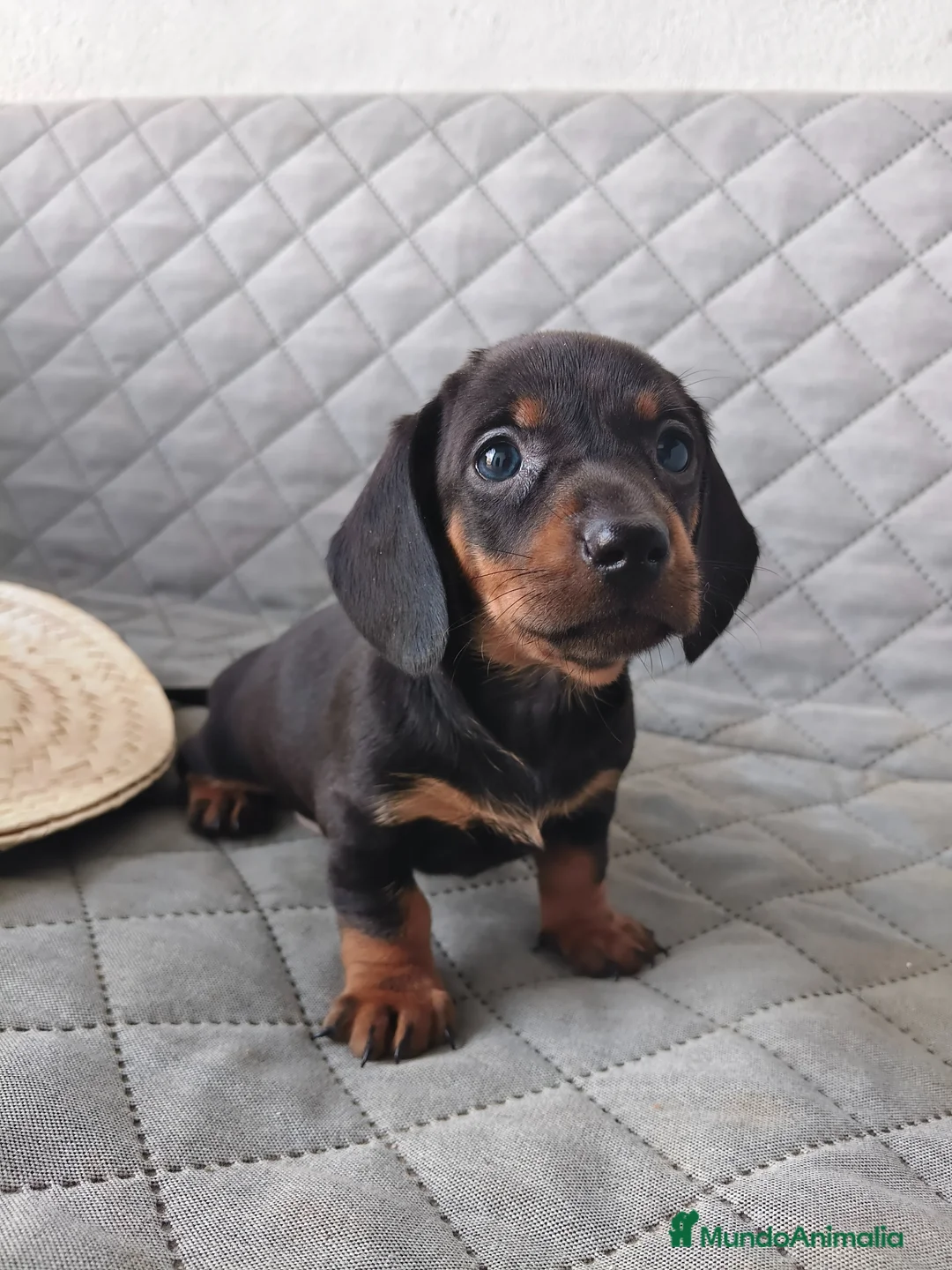 Teckel Miniatura perros en venta: TECKEL NEGRO FUEGO - Anuncio 1