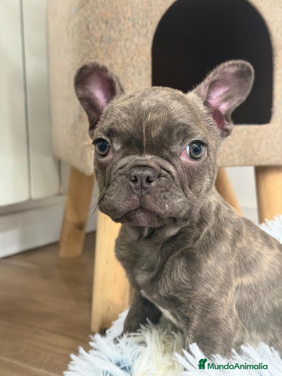 Bulldog Francés perros en venta: Bulldog Francés hembra guapísima  - Anuncio 2