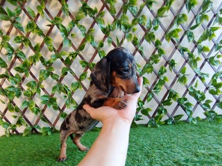 Teckel Miniatura perros Teckels kanichen - Anuncio 2