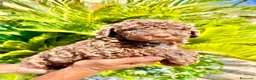 Perro de Agua Español perros en venta: Perro de Agua - Anuncio 1