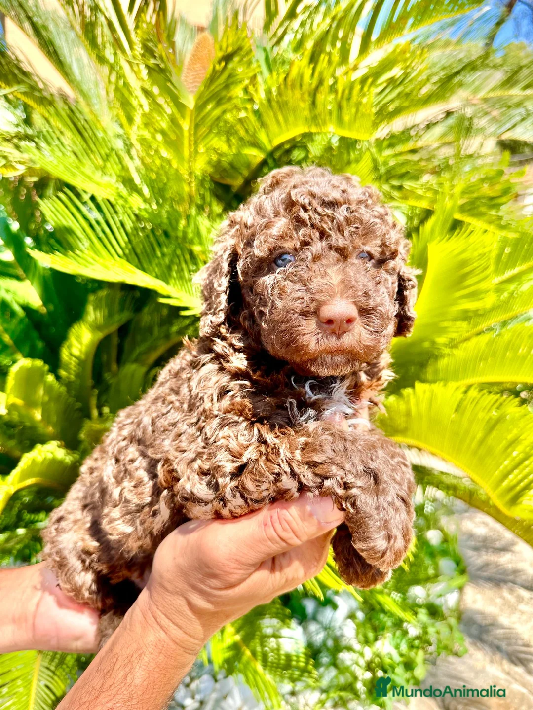 Perro de Agua Español perros en venta: Perro de Agua - Anuncio 1
