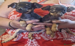 Pinscher Miniatura perros en venta: Pincher miniatura - Imagen 2