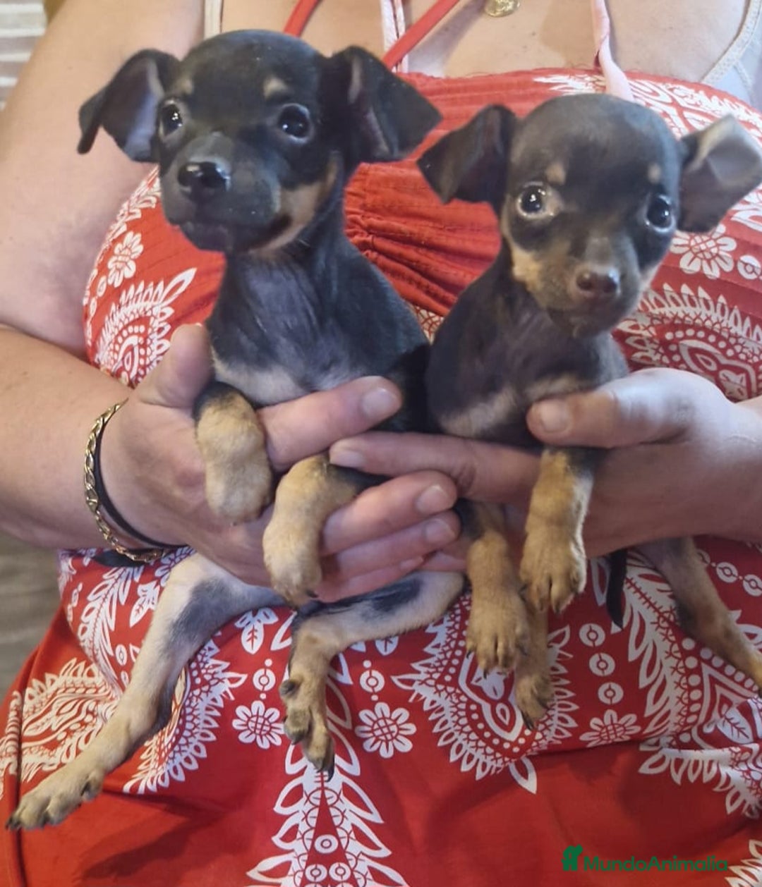 Pinscher Miniatura perros en venta: Pincher miniatura - Imagen 2