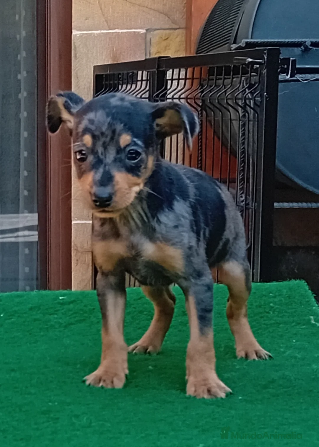 Pinscher Miniatura perros en venta: Pincher blue merle.. - Anuncio 1
