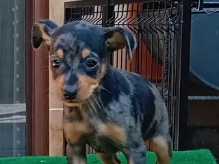 Pinscher Miniatura perros Pincher blue merle.. - Anuncio 1