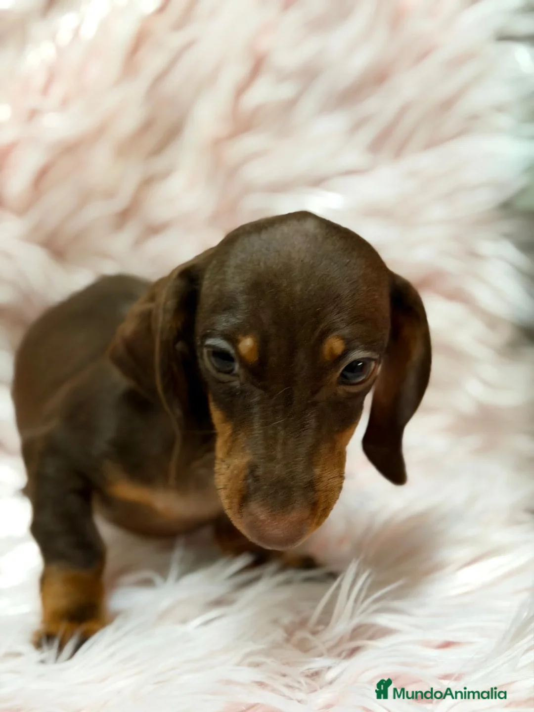 Teckel Miniatura perros en venta: Preciosas teckel  chocolate  - Anuncio 2