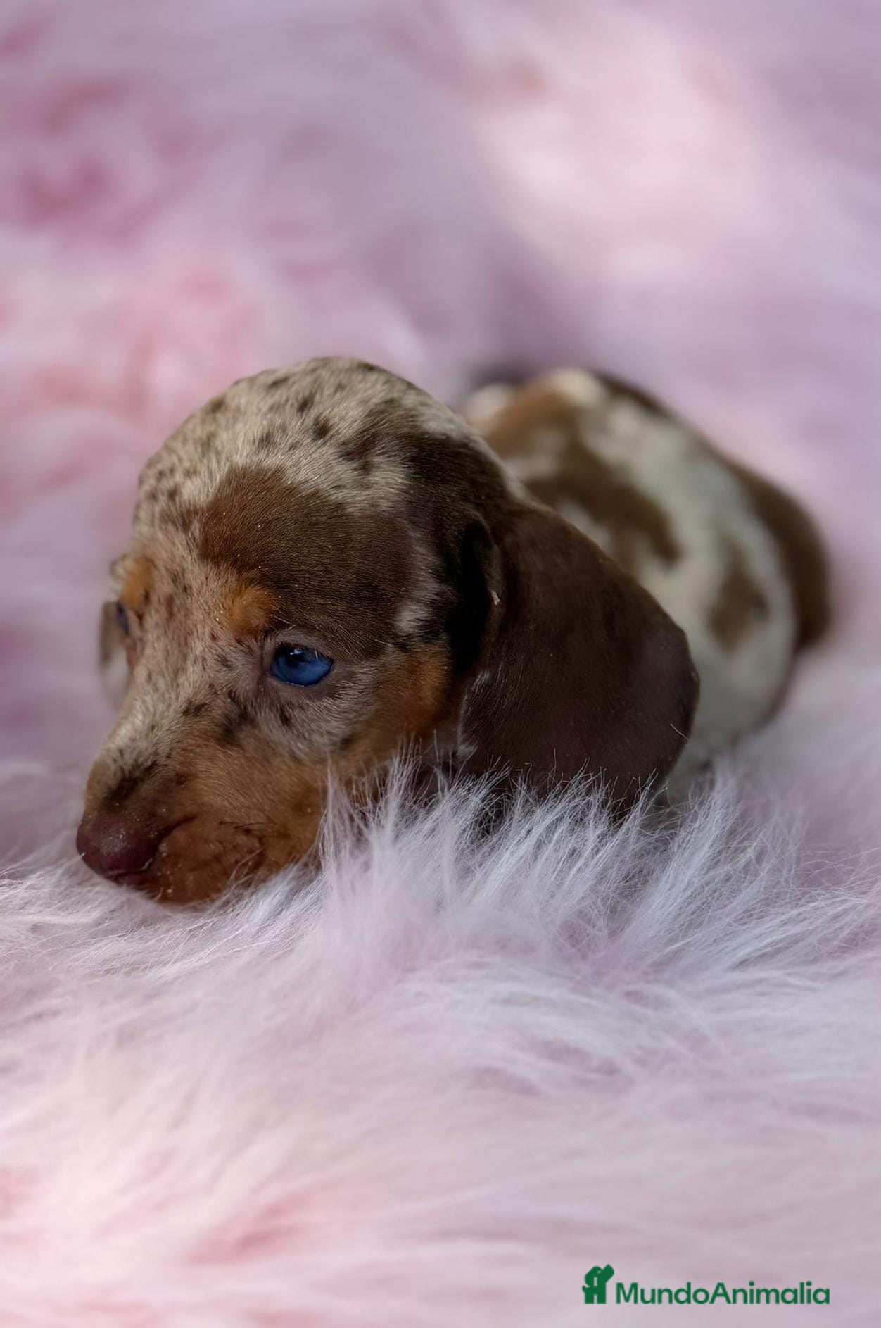 Teckel Miniatura perros TECKEL TOY LOS MAS PEQUEÑOS - Anuncio 40