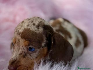 Teckel Miniatura perros TECKEL TOY LOS MAS PEQUEÑOS - Anuncio 1