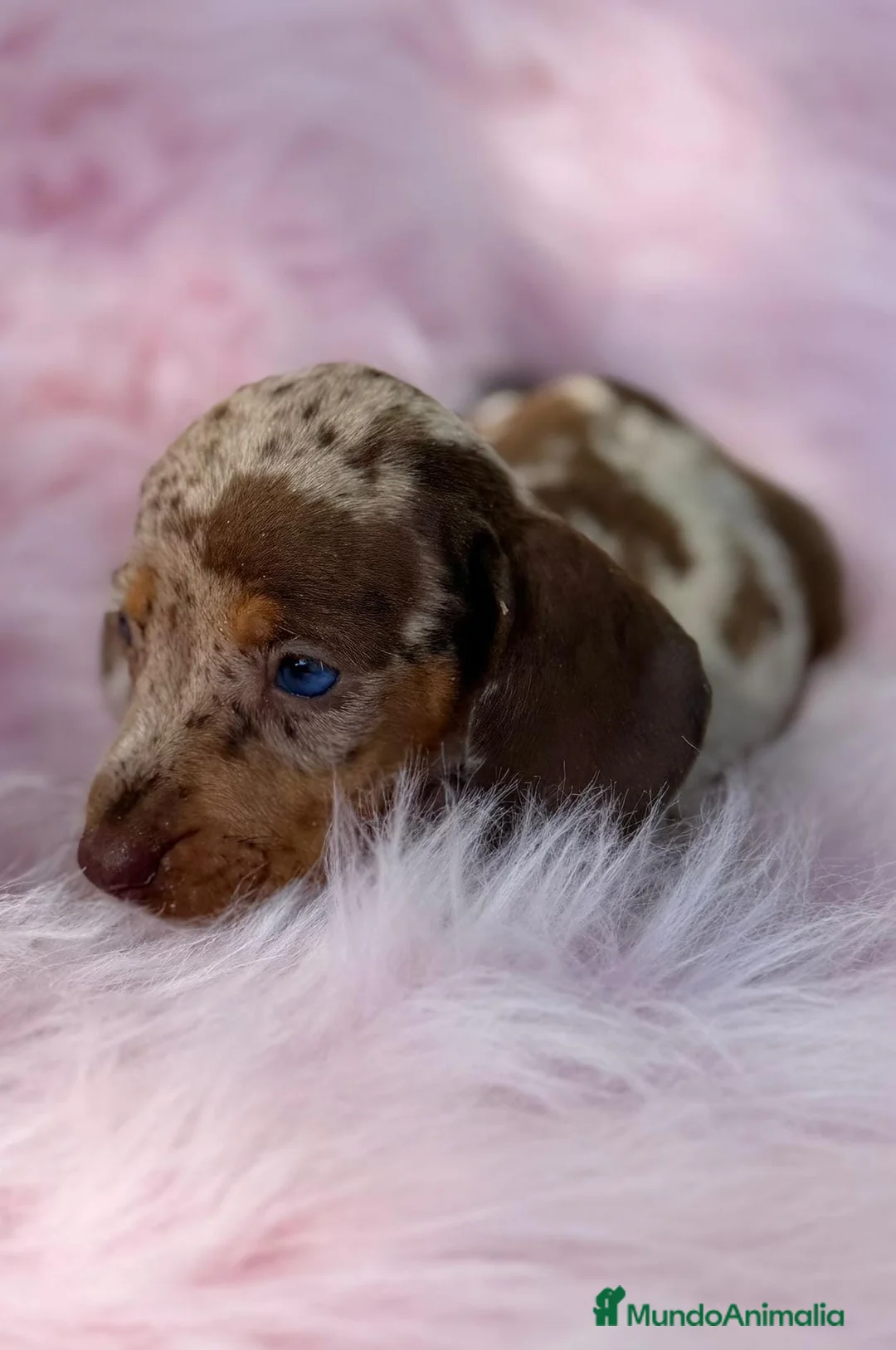 Teckel Miniatura perros en venta: TECKEL TOY LOS MAS PEQUEÑOS - Anuncio 1