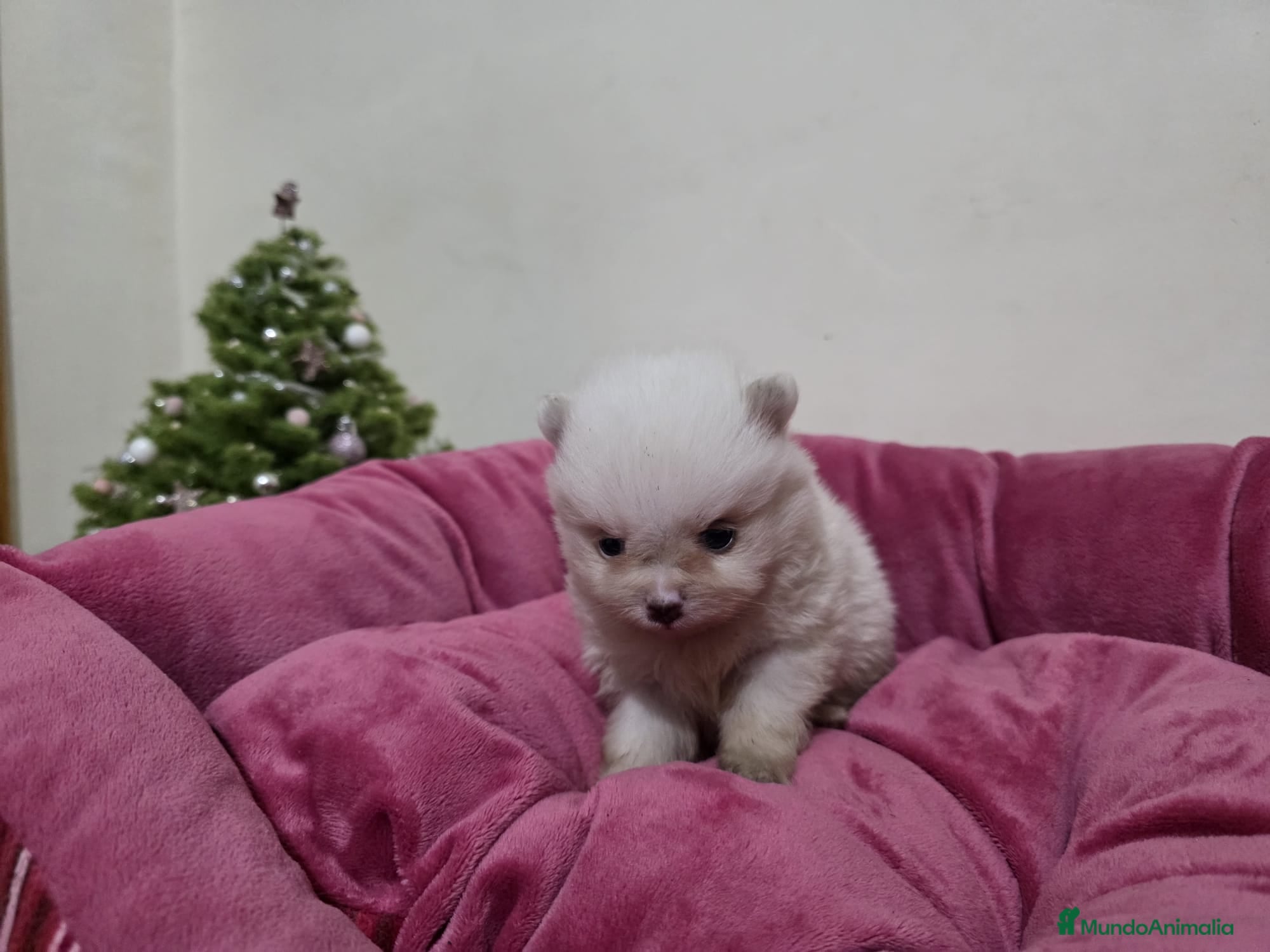 Pomerania perros Cachorritos pomeranian - Anuncio 2