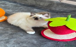 Ragdoll gatos en venta: Camada Ragdoll - Imagen 6