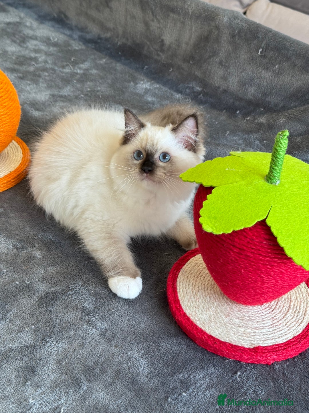 Ragdoll gatos en venta: Camada Ragdoll - Imagen 6
