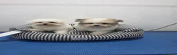 Maltipom perros en venta: Maltipom de excelente calidad  - Anuncio 2