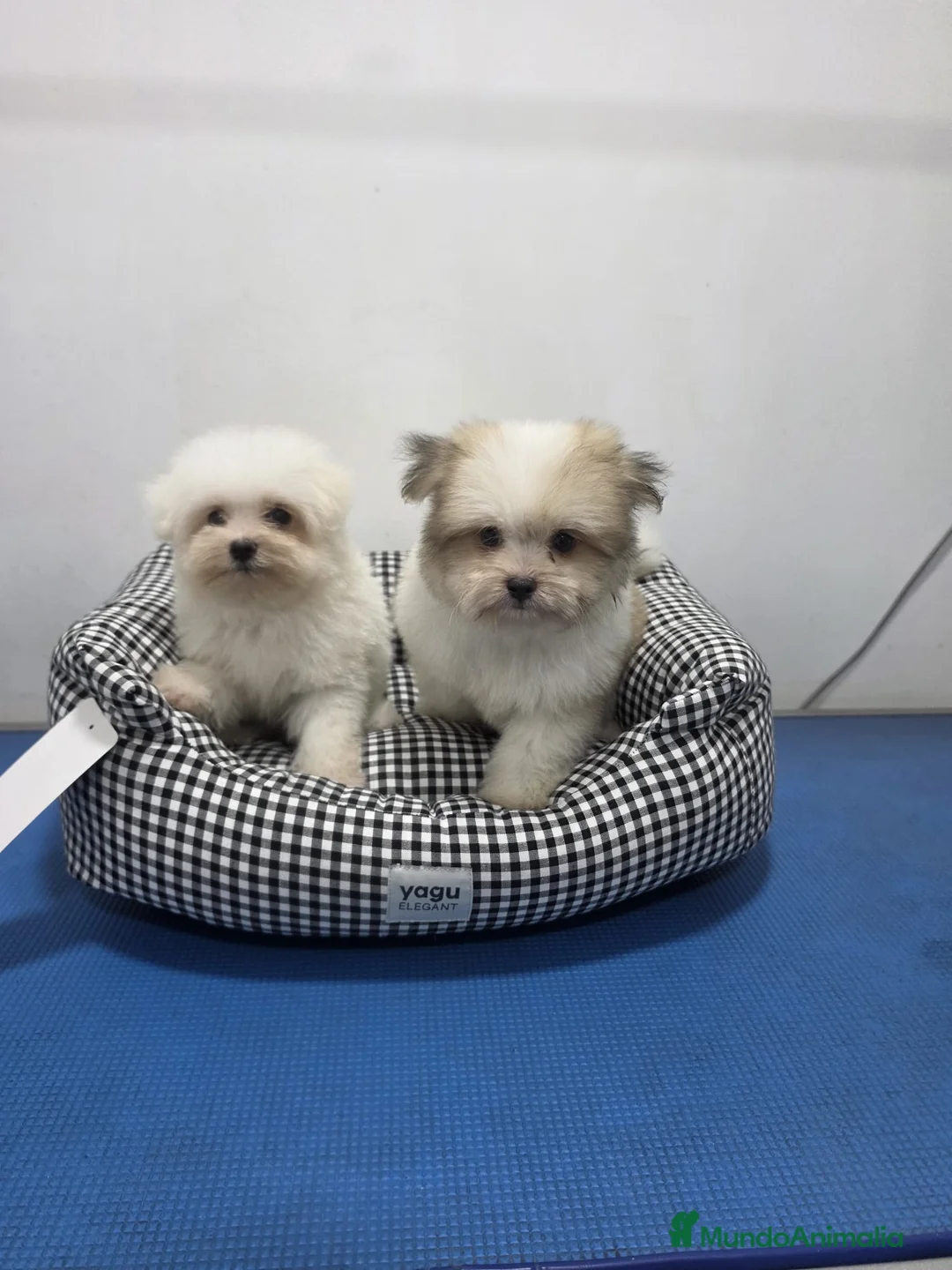 Maltipom perros en venta: Maltipom de excelente calidad  - Anuncio 2