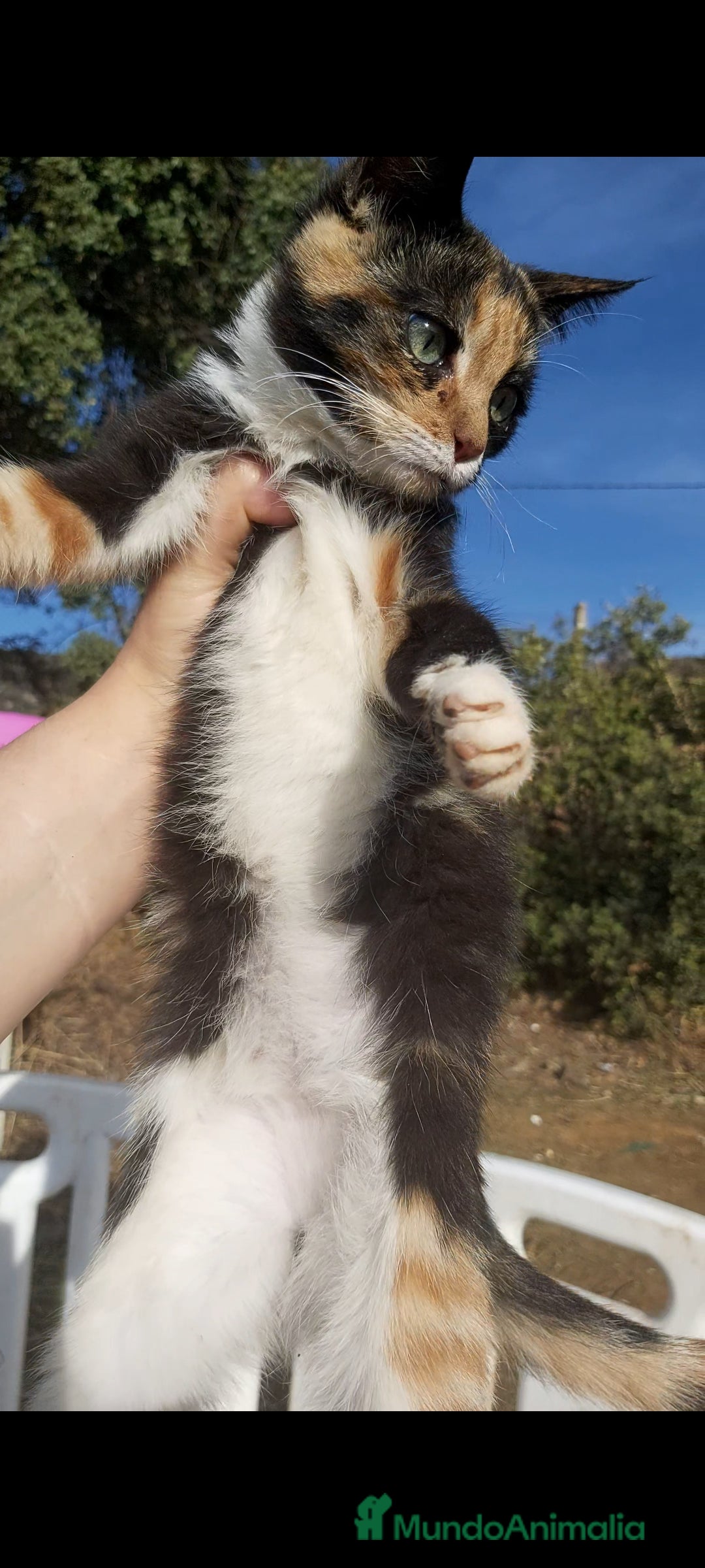 Otras razas gatos en venta: Gatita tricolor 3 meses - Anuncio 2