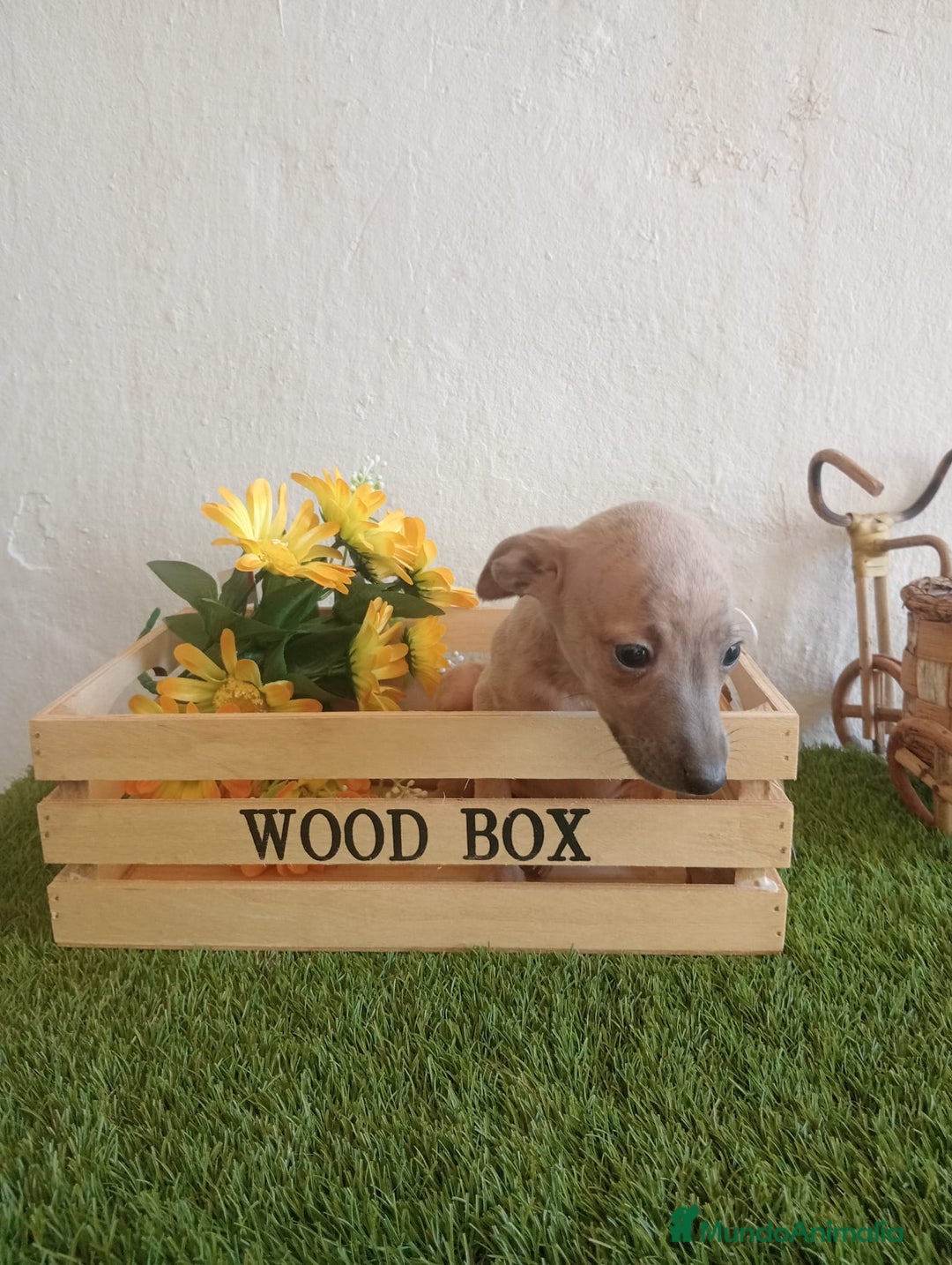Pequeño Lebrel Italiano perros en venta: Piccolo italiano  - Imagen 3