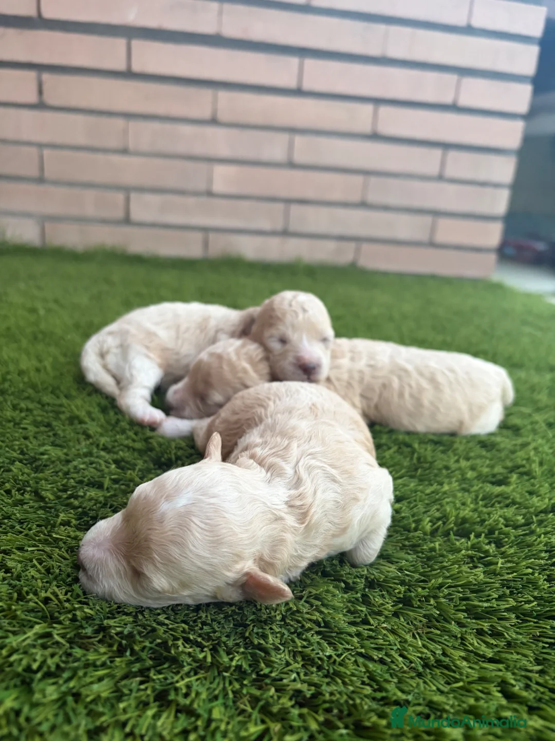 Maltipoo perros en venta: Maltipoo Toy y enanos - Anuncio 1