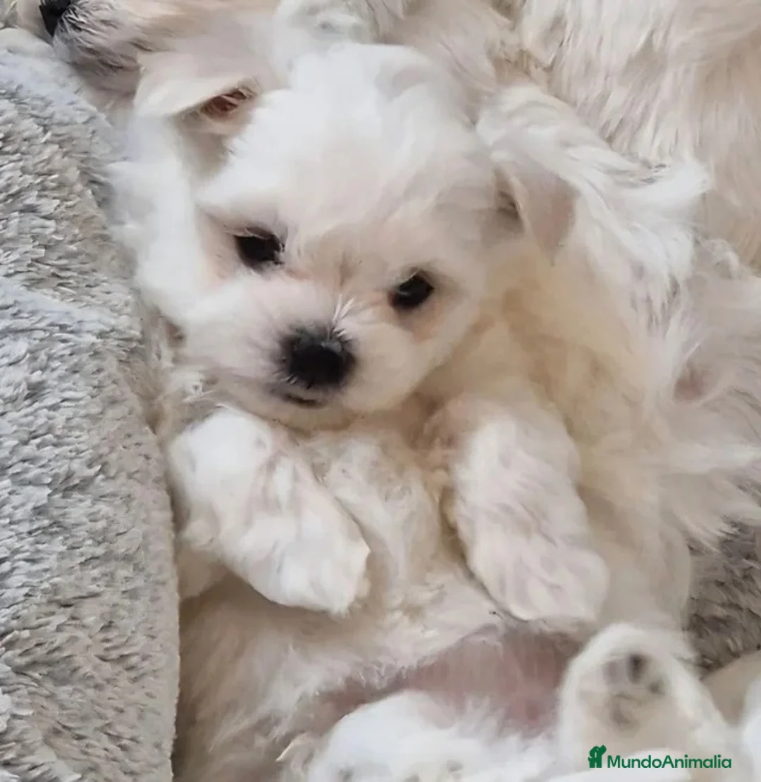 Bichón Maltés perros en venta: 🐶 OSITOS BICHON MALTÉS 🤍 en Madrid - Anuncio 3