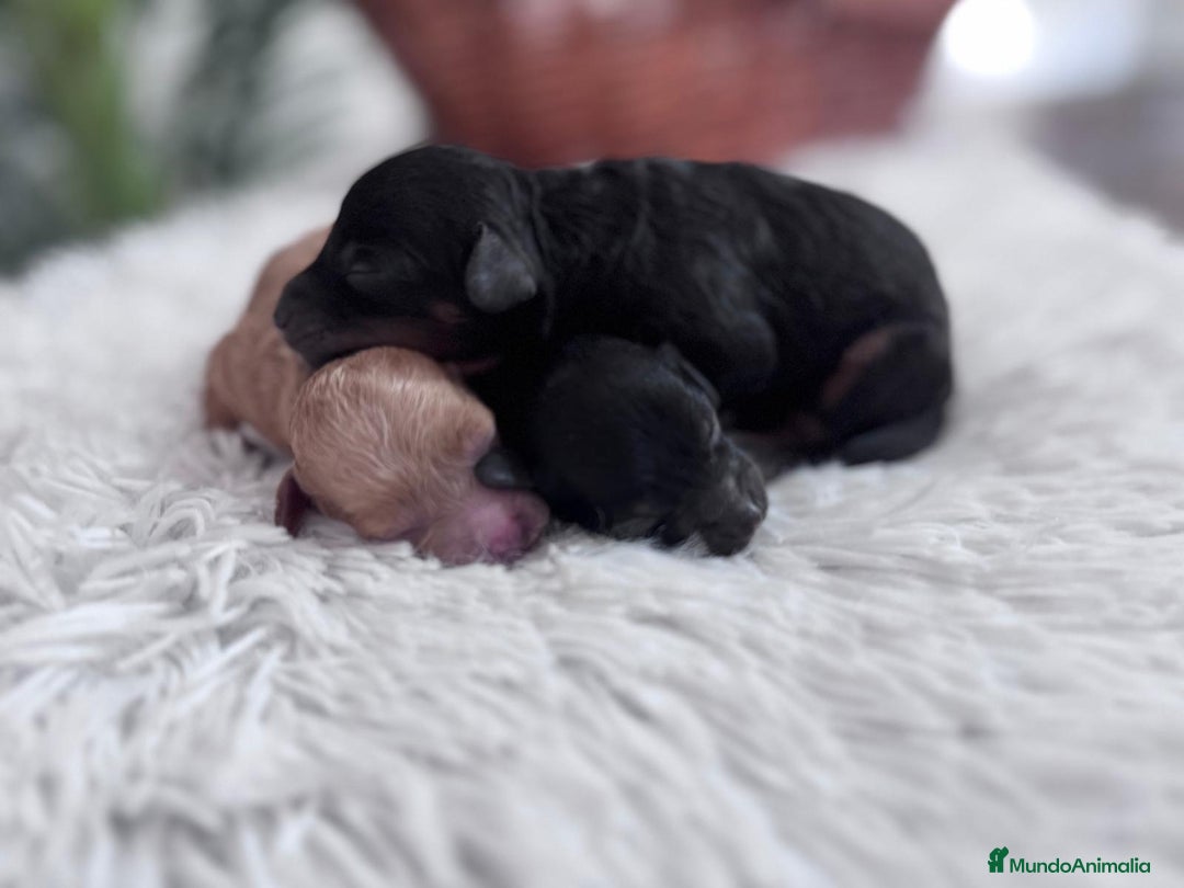 Caniche Toy perros en venta: CANICHE TOY HEMBRAS - Imagen 5