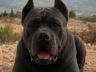 Cane Corso perros Cane Corso para monta - Anuncio 34