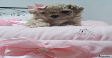 Maltipoo perros - Anuncio 6