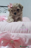 Maltipoo perros - Anuncio 2