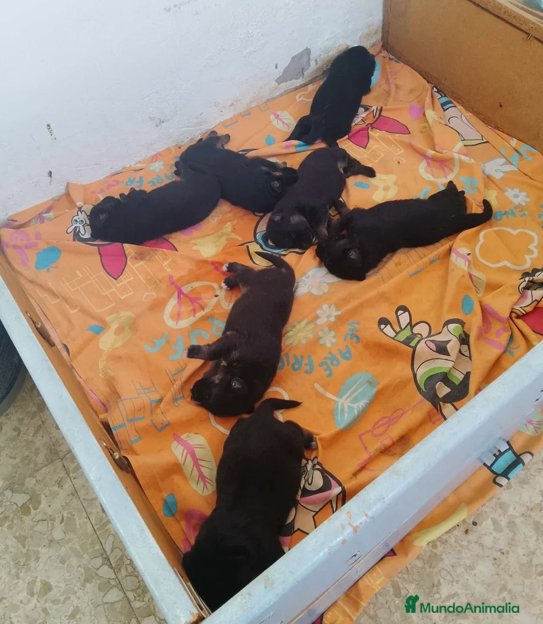 Pastor Alemán perros en venta: Pastor alemán cachorros 🐶🐾 en Cádiz - Anuncio 2