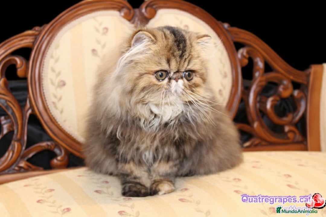 Exótico de Pelo Largo gatos en venta: Gatita exotica  - Anuncio 4