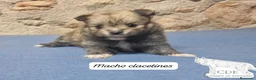 Pomerania perros en venta: Pomeranias sables y crema - Anuncio 7