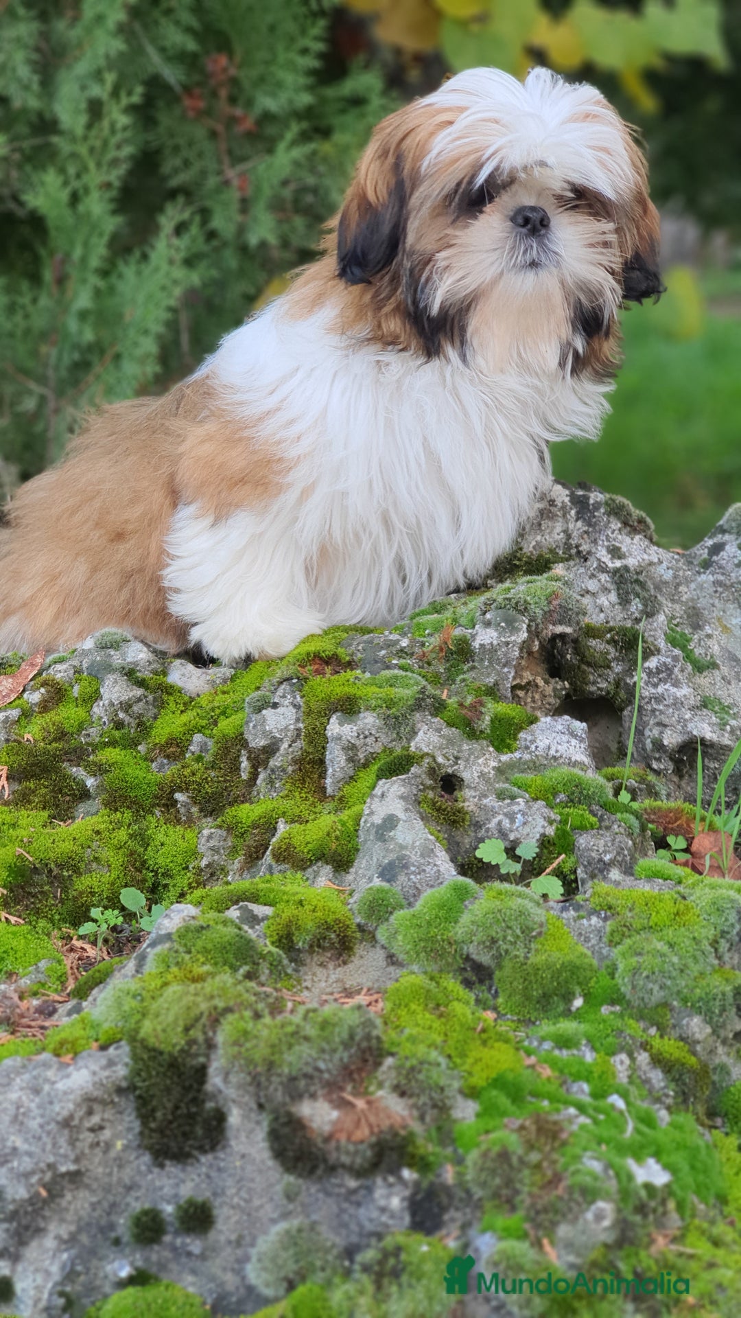 Shih Tzu perros en venta: Shit tzu de 5 meses disponible!! - Imagen 8