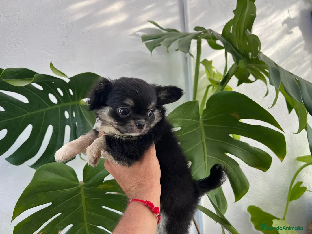 Chihuahua perros en venta: PELO LARGO - Anuncio 2