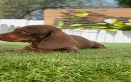 Teckel perros en venta: TECKEL HEMBRA CHOCOLATE MINIATURA  - Imagen 12