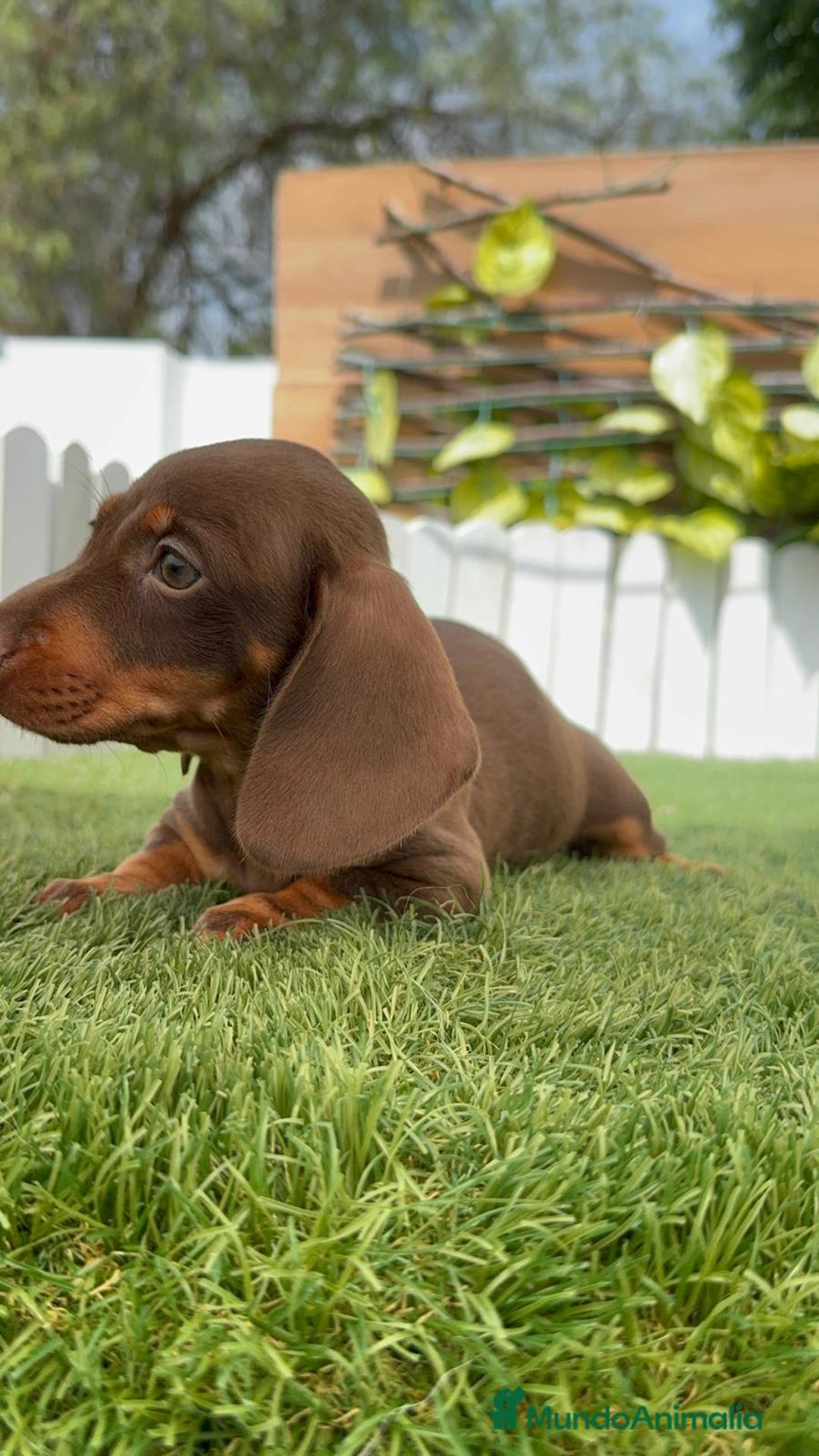 Teckel perros en venta: TECKEL HEMBRA CHOCOLATE MINIATURA  - Imagen 12