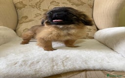 Pekinés perros en venta: Cachorros de Pekines Imperial hembras  - Imagen 8