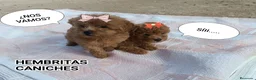 Caniche Toy perros en venta: CANICHES HEMBRITAS TOY ROJAS - Anuncio 1